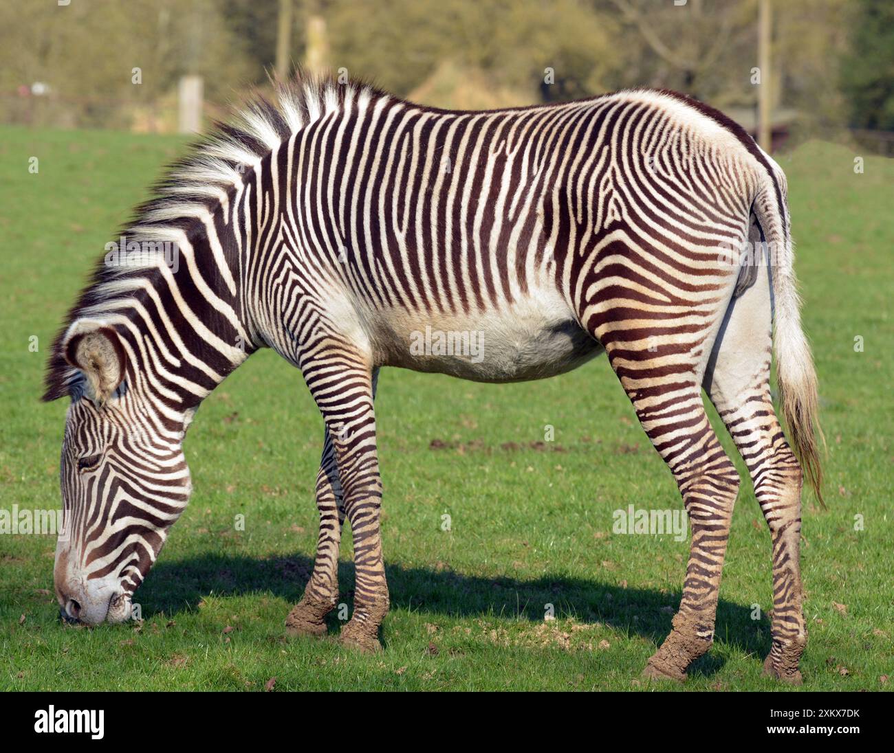 Grevy's Zebra al Whipsnade Zoo, uno zoo classico Foto Stock