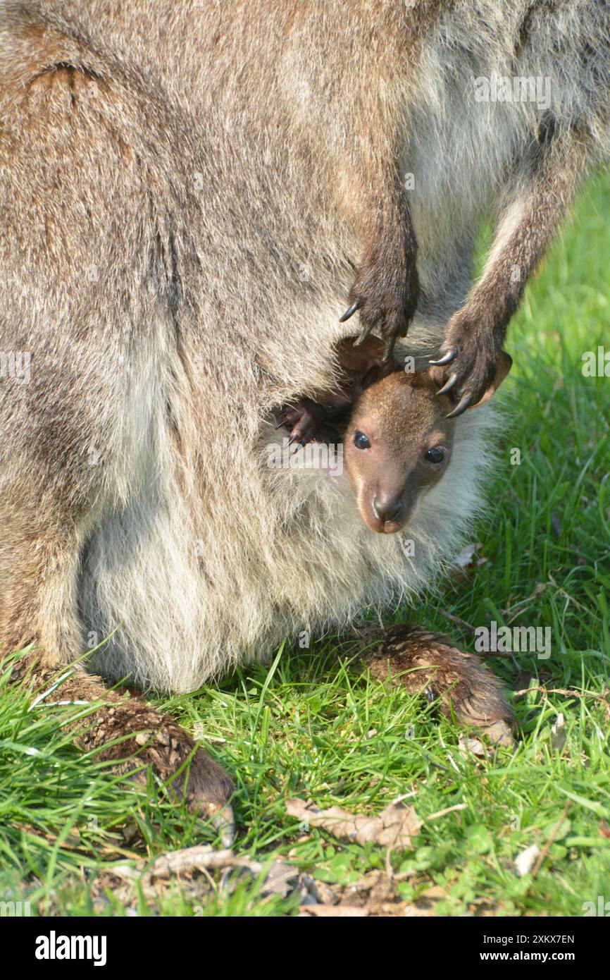 Wallaby di Bennett / wallaby dal collo rosso con Foto Stock
