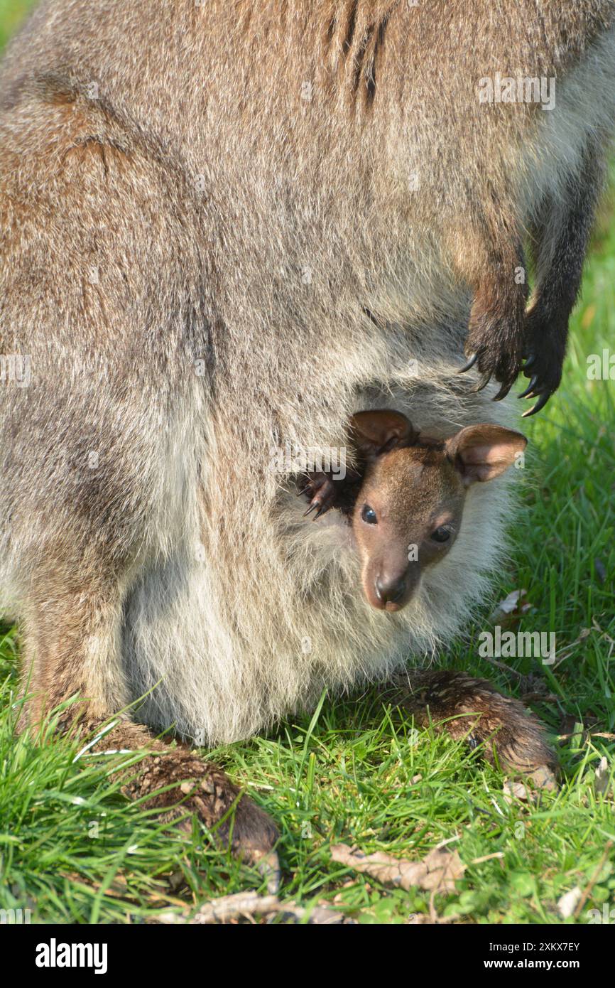 Wallaby di Bennett / wallaby dal collo rosso con Foto Stock