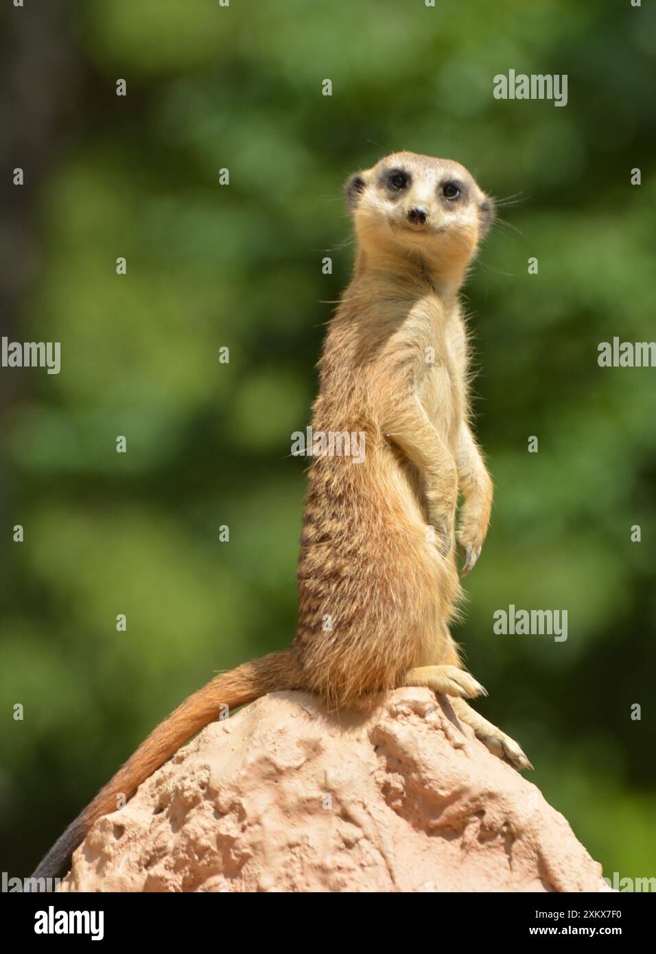 Meerkat su lookout Foto Stock