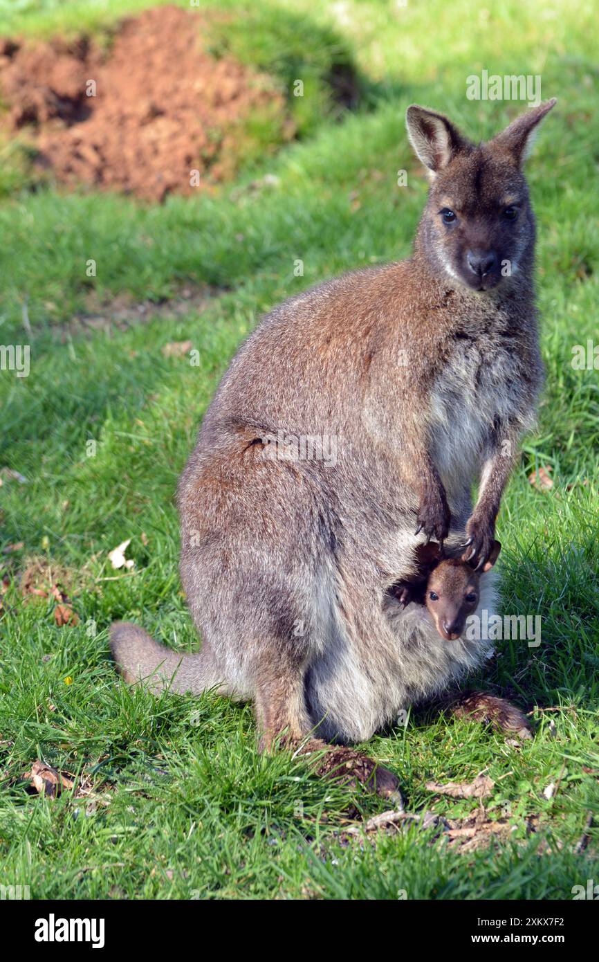 Wallaby di Bennett / wallaby dal collo rosso con Foto Stock