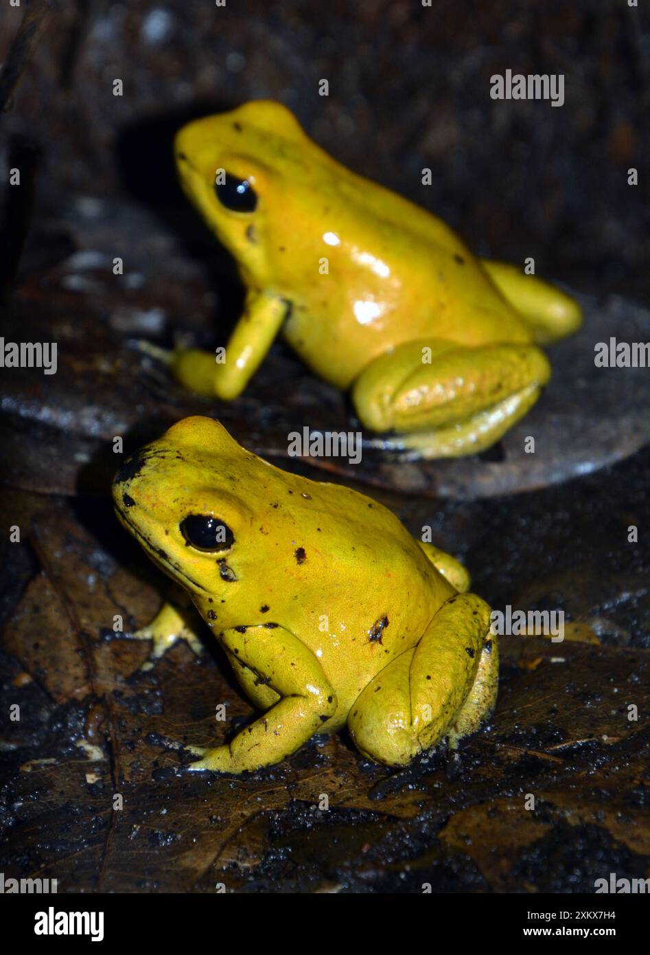 Rana velenosa Freccia d'Oro, l'animale più postuoso,.... Foto Stock