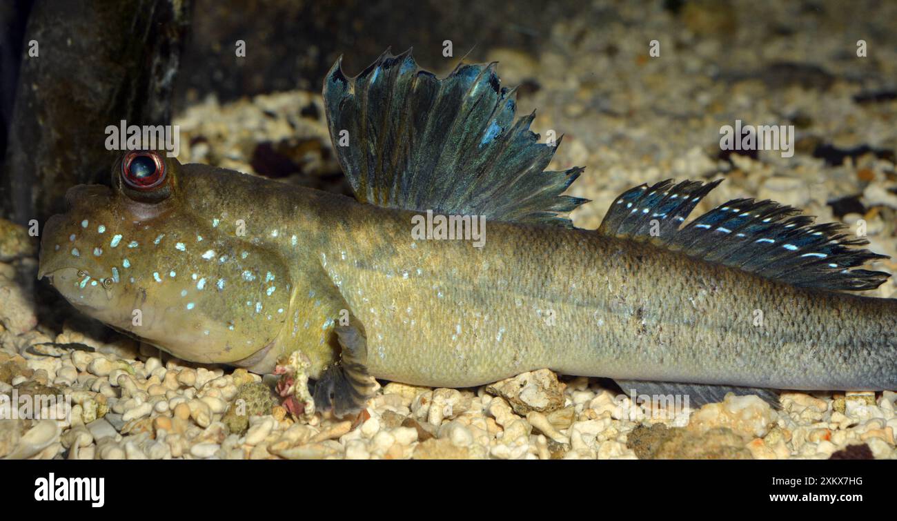 Mudskipper, coste tropicali, esposizione territoriale maschile Foto Stock