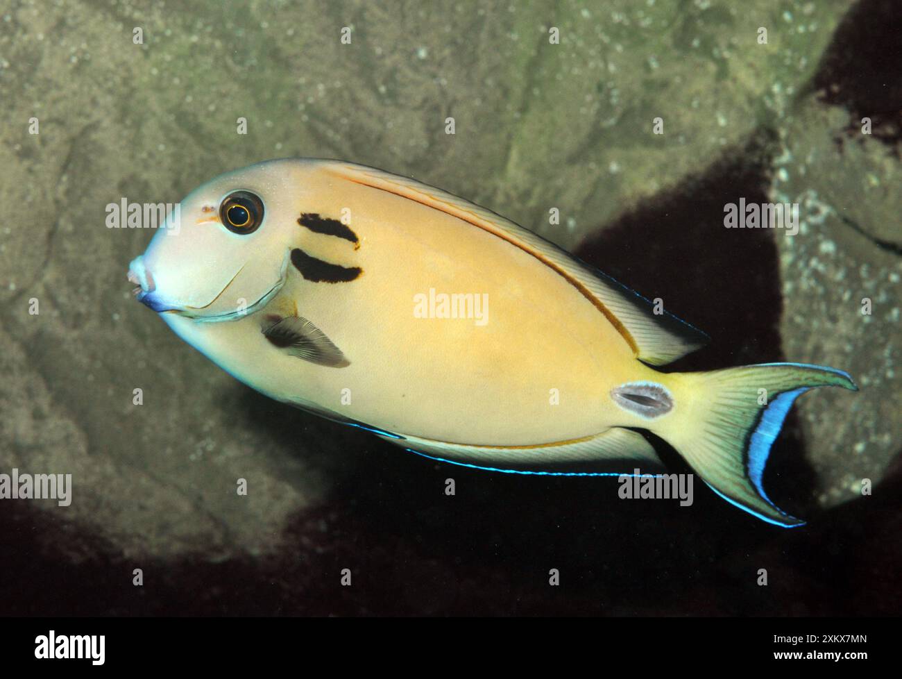 Pesce Surgeonfish con barba nera; acque riparate dell'Indo-Pacifico.. Foto Stock