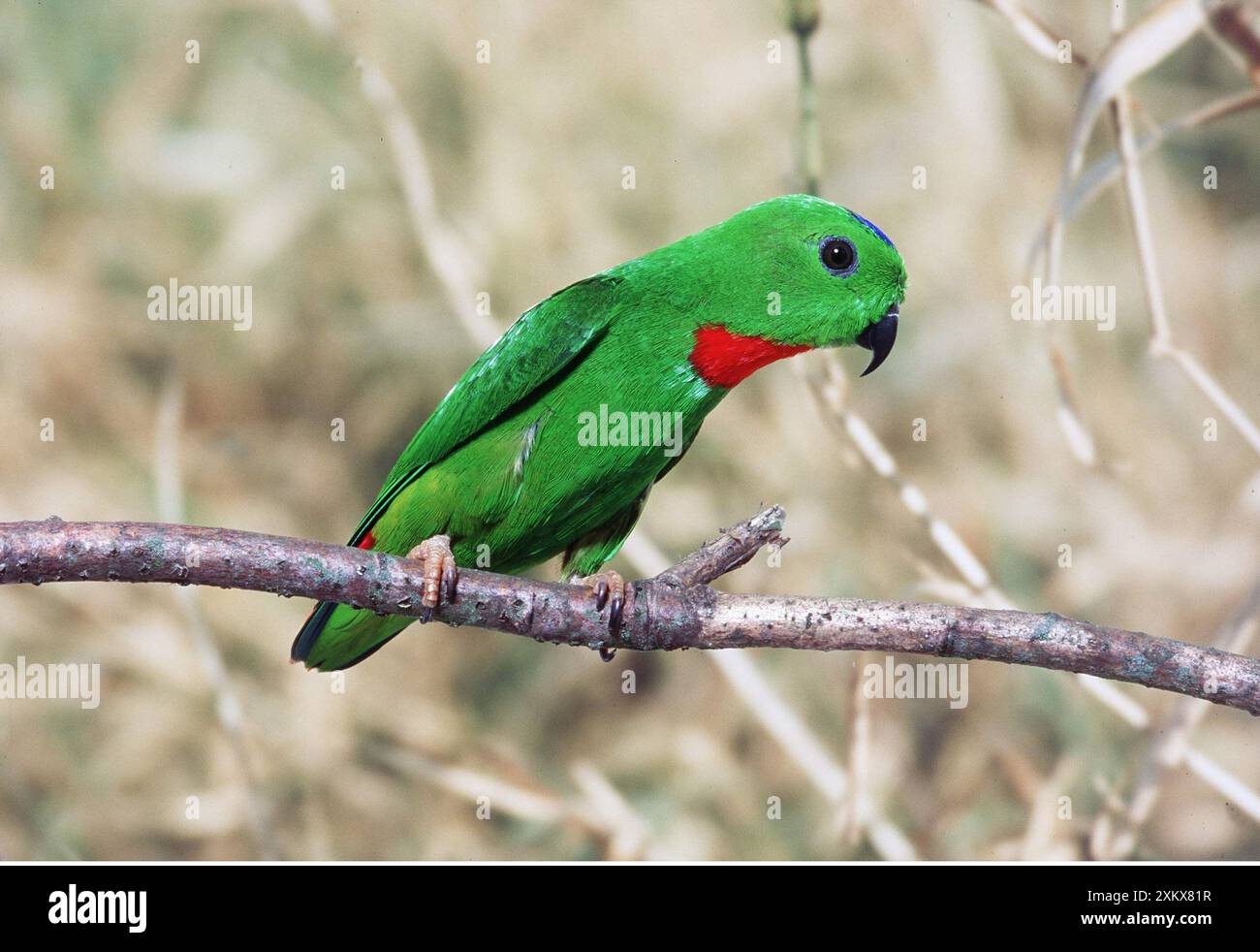 Blu-incoronato Hanging Parrot Foto Stock