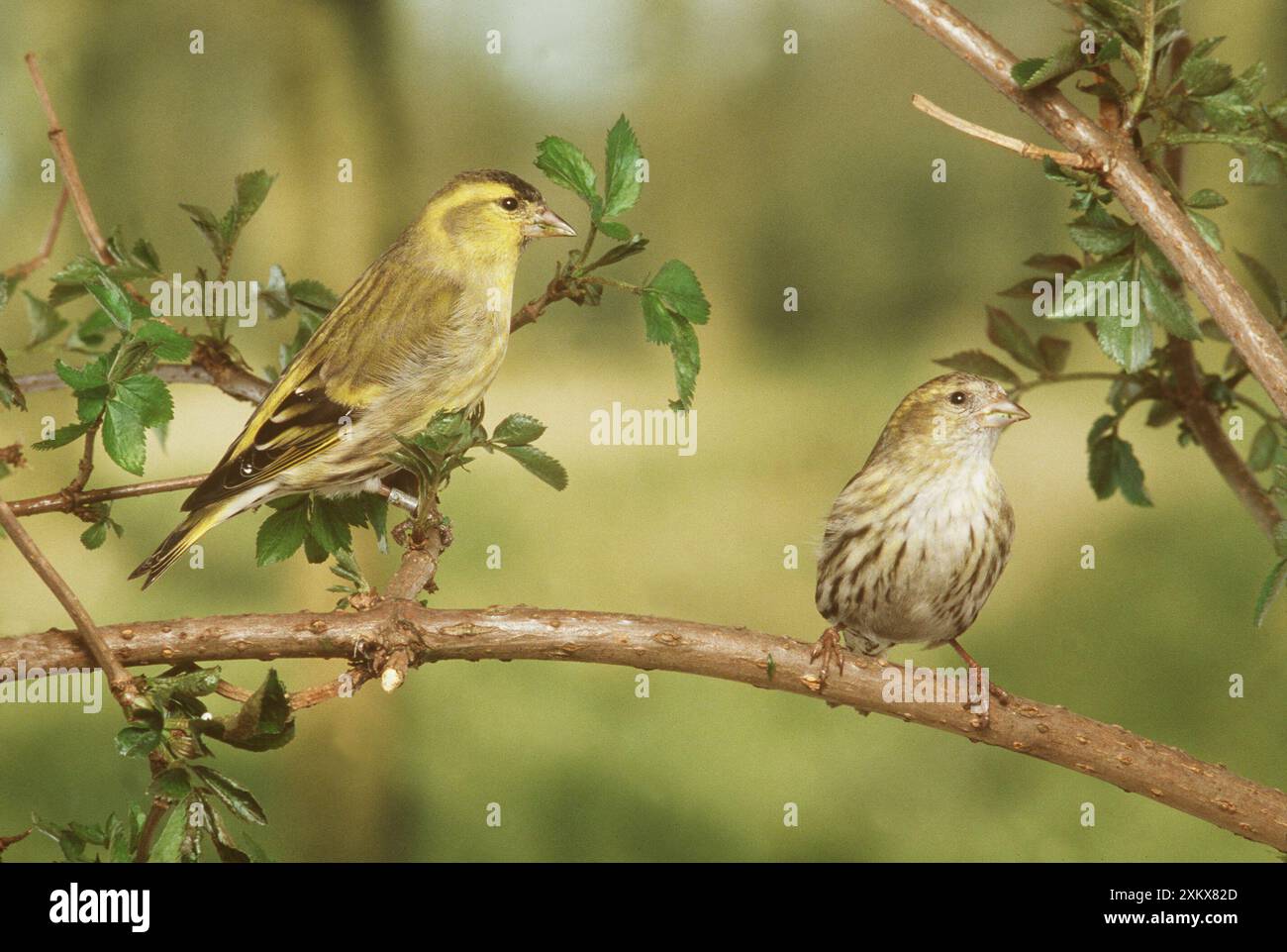 SISKIN - due sulla diramazione Foto Stock