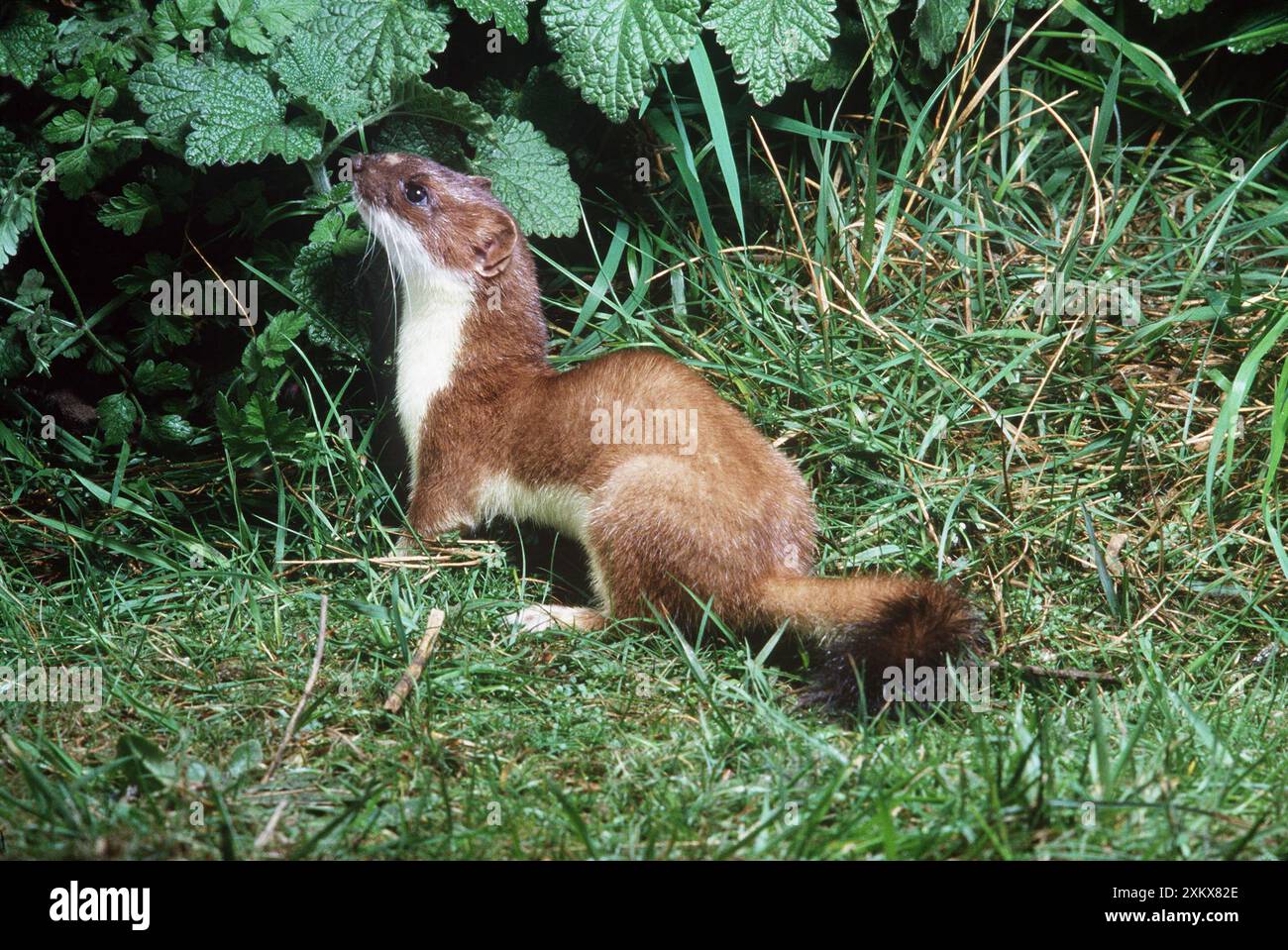 Ermine / Weasel a coda corta / Stoat Foto Stock