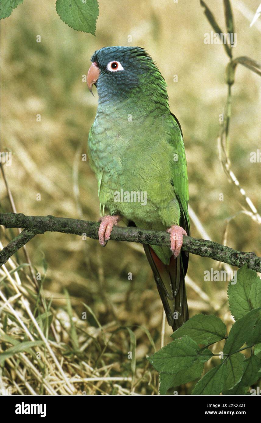 Conure con corona blu Foto Stock