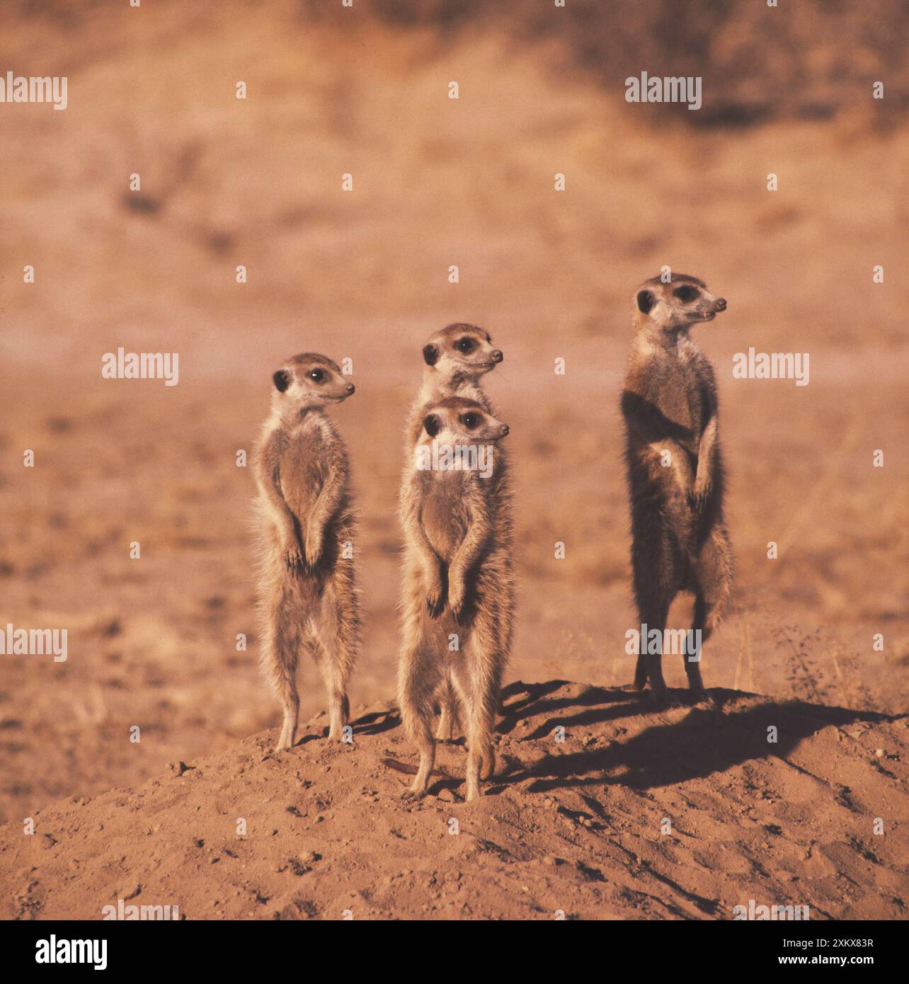 Suricate / Meerkat - x quattro Foto Stock