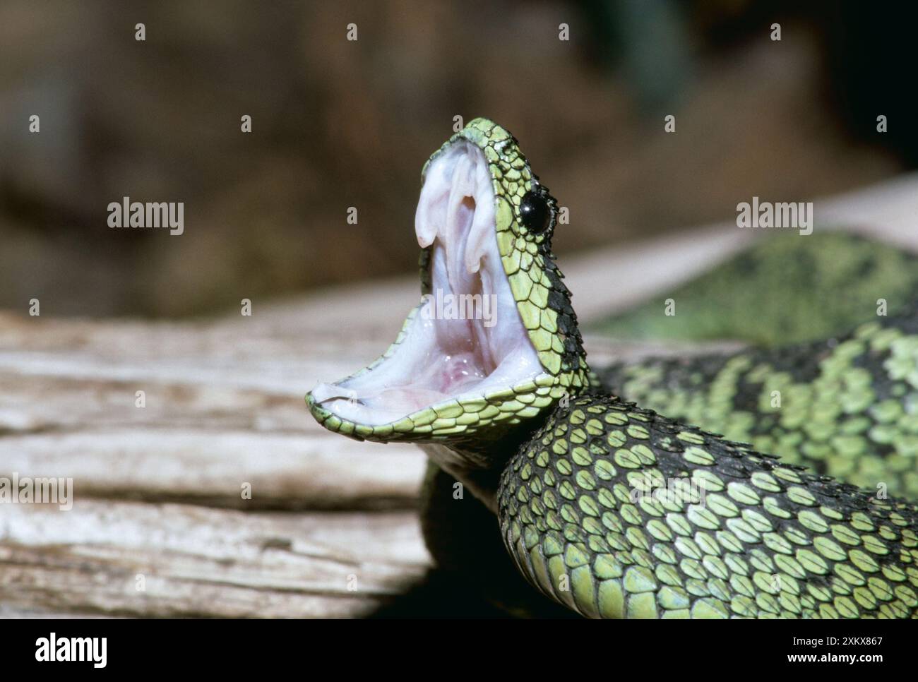 Black and Green Bush Viper - Threat Gape. Foto Stock