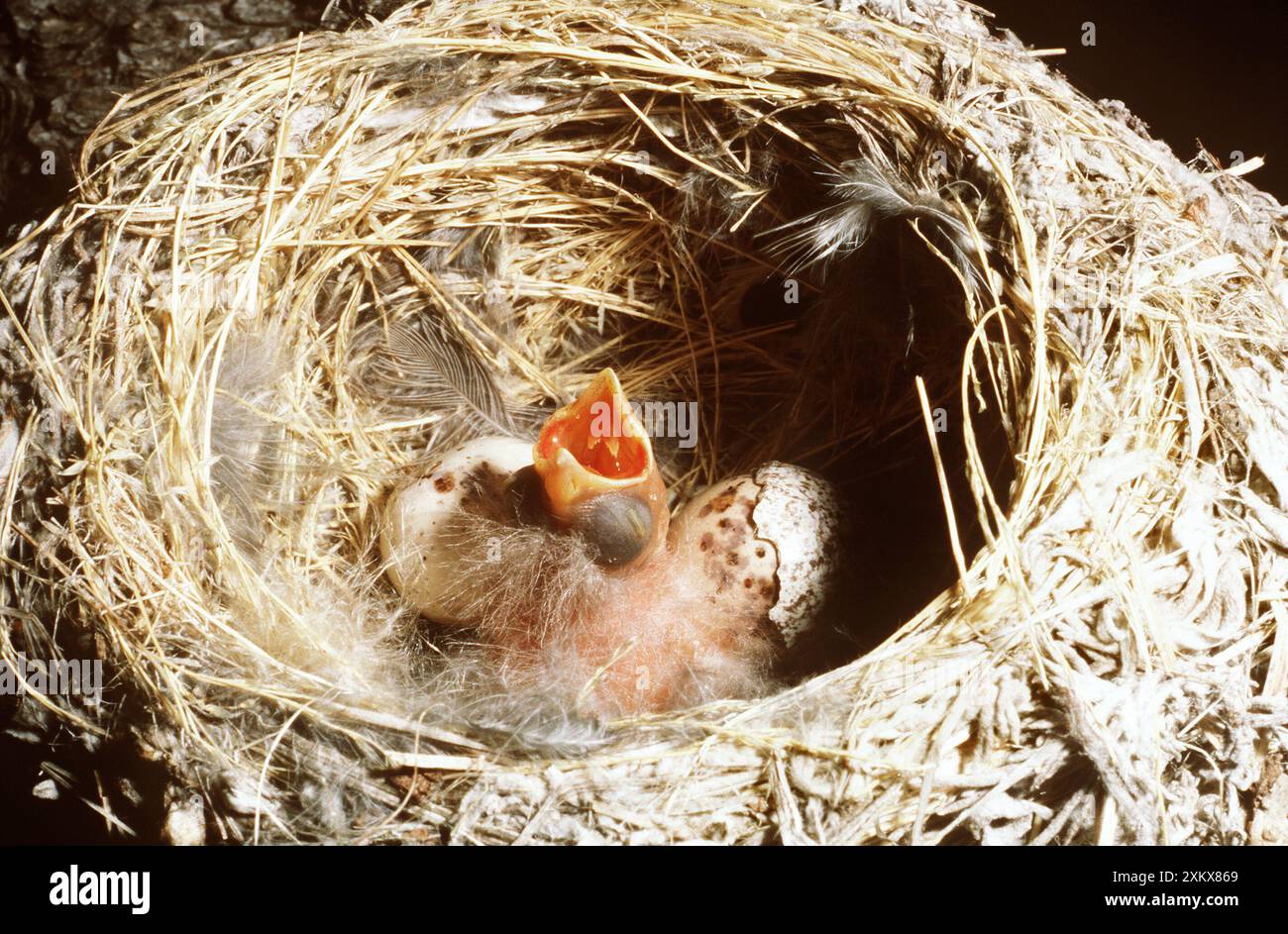 COWBIRD DALLA TESTA MARRONE - pulcino in pewee di legno occidentale.... Foto Stock