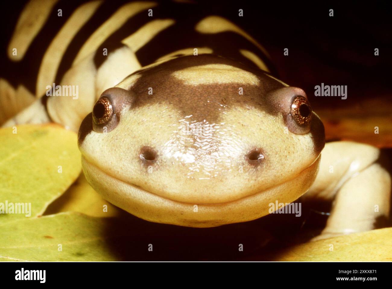 Barred Tiger Salamander - primo piano del viso Foto Stock
