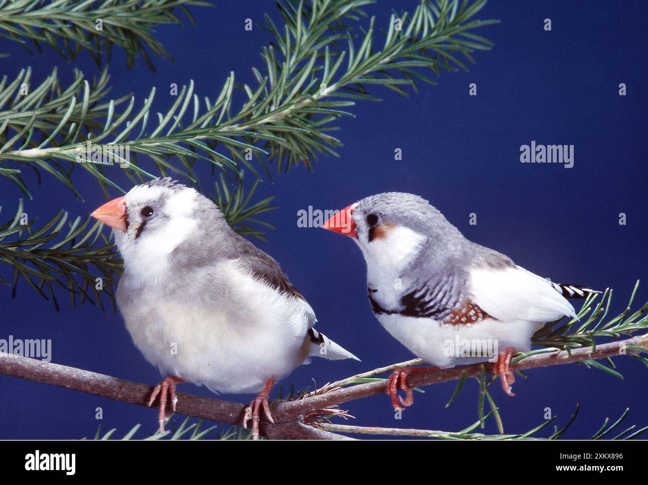 ZEBRA FINCH - due, sulla diramazione Foto Stock