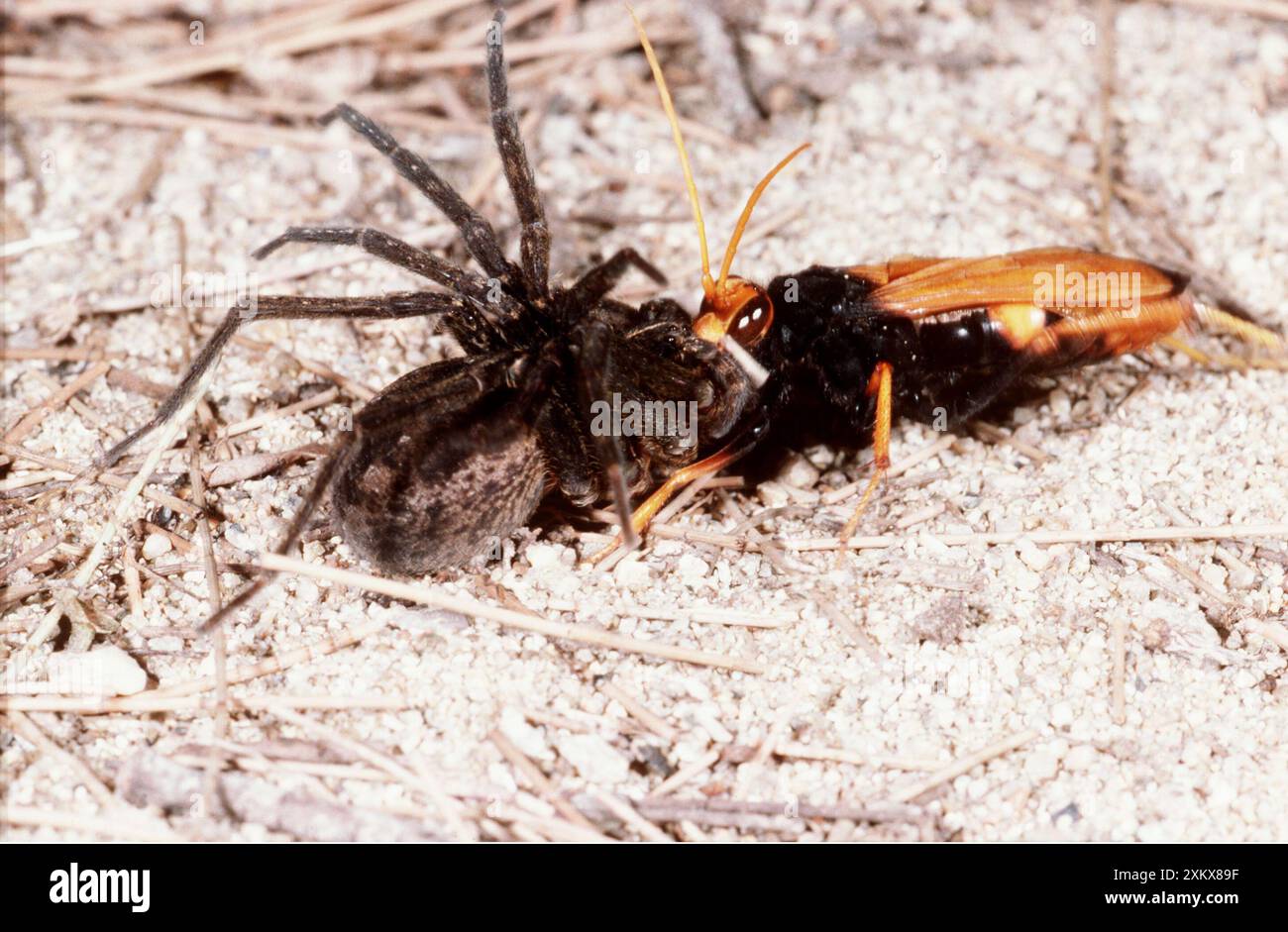 Vespa solitaria con preda di ragno Foto Stock