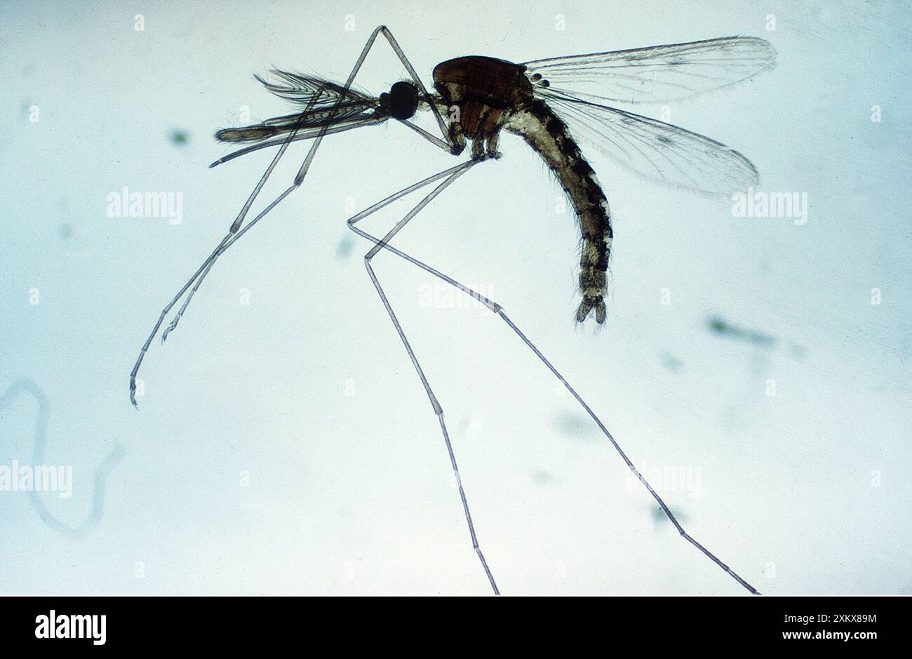 ZANZARA MALARIA - MASCHIO Foto Stock