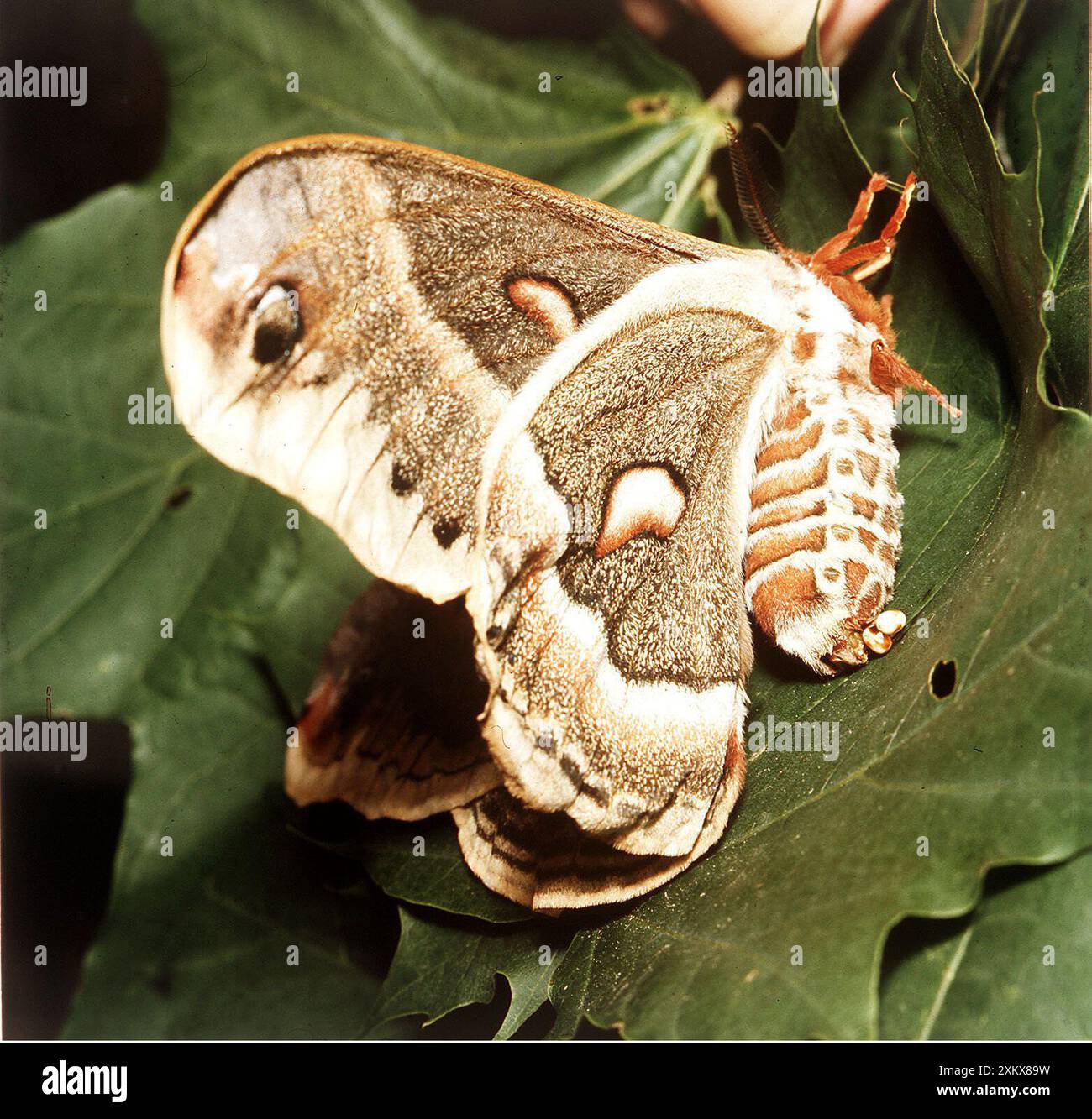 CECROPIA MOTH - uova deposte Foto Stock