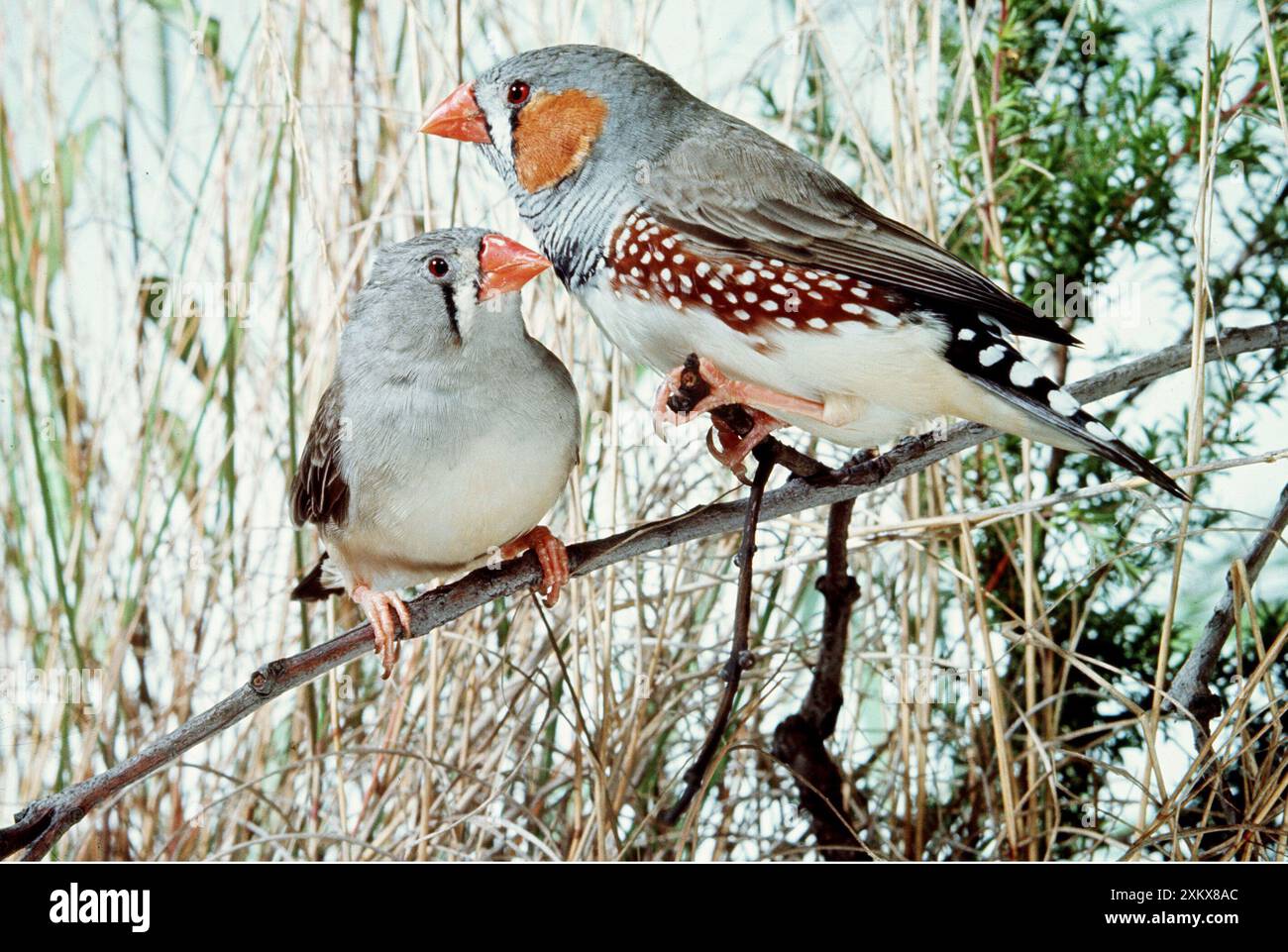 ZEBRA FINCHES sul ramo Foto Stock
