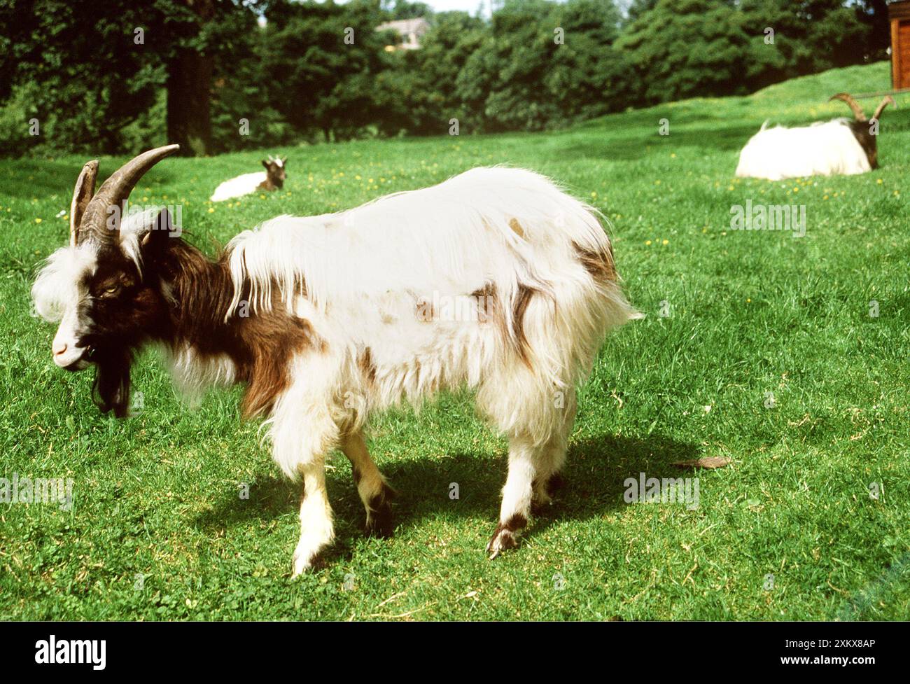 CAPRA BAGOT - sul pascolo, vista laterale Foto Stock
