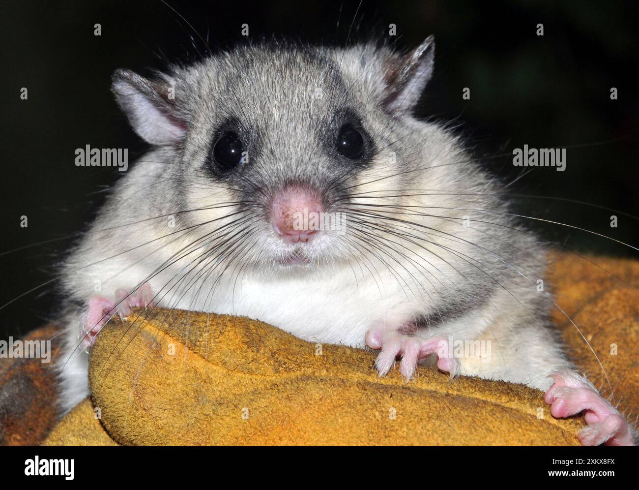 80180123 Edible / Fat Dormouse ingrassato pronto.... Foto Stock