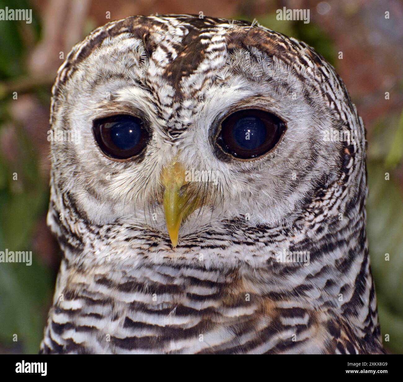 80180135 Gufo Chaco Sud America Strix chacoensis.... Foto Stock