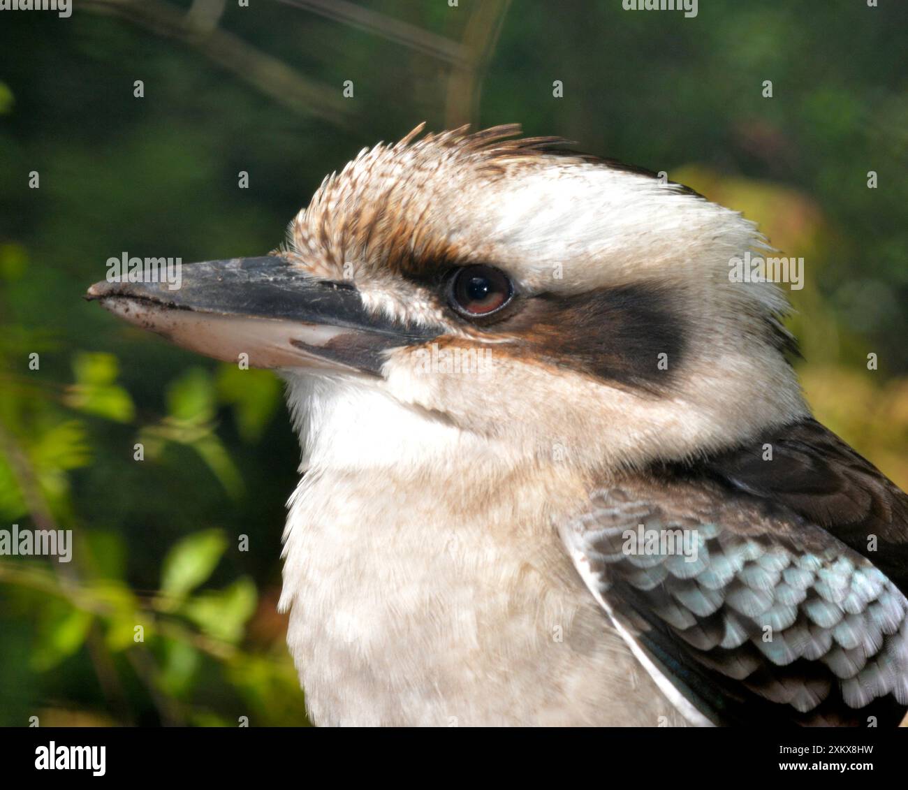 80190056 Kookaburra alata blu - Australia settentrionale.... Foto Stock