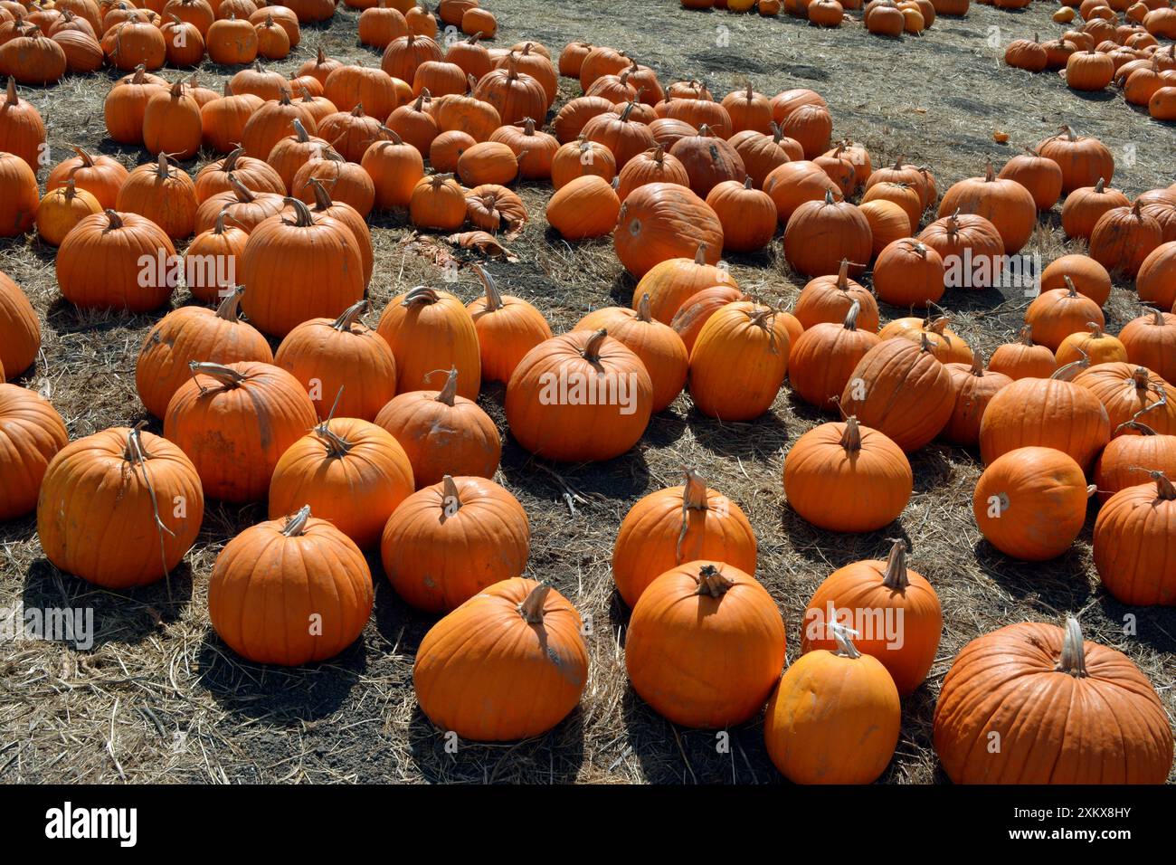 80190070 Halloween Pumpkins - in vendita California,.... Foto Stock