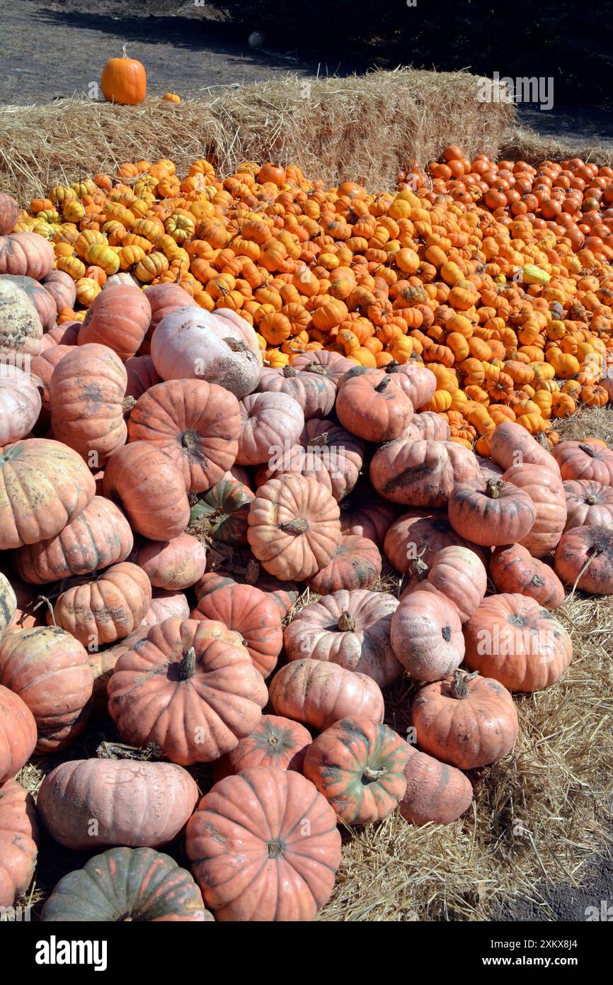 Zucche di Halloween - in vendita Foto Stock