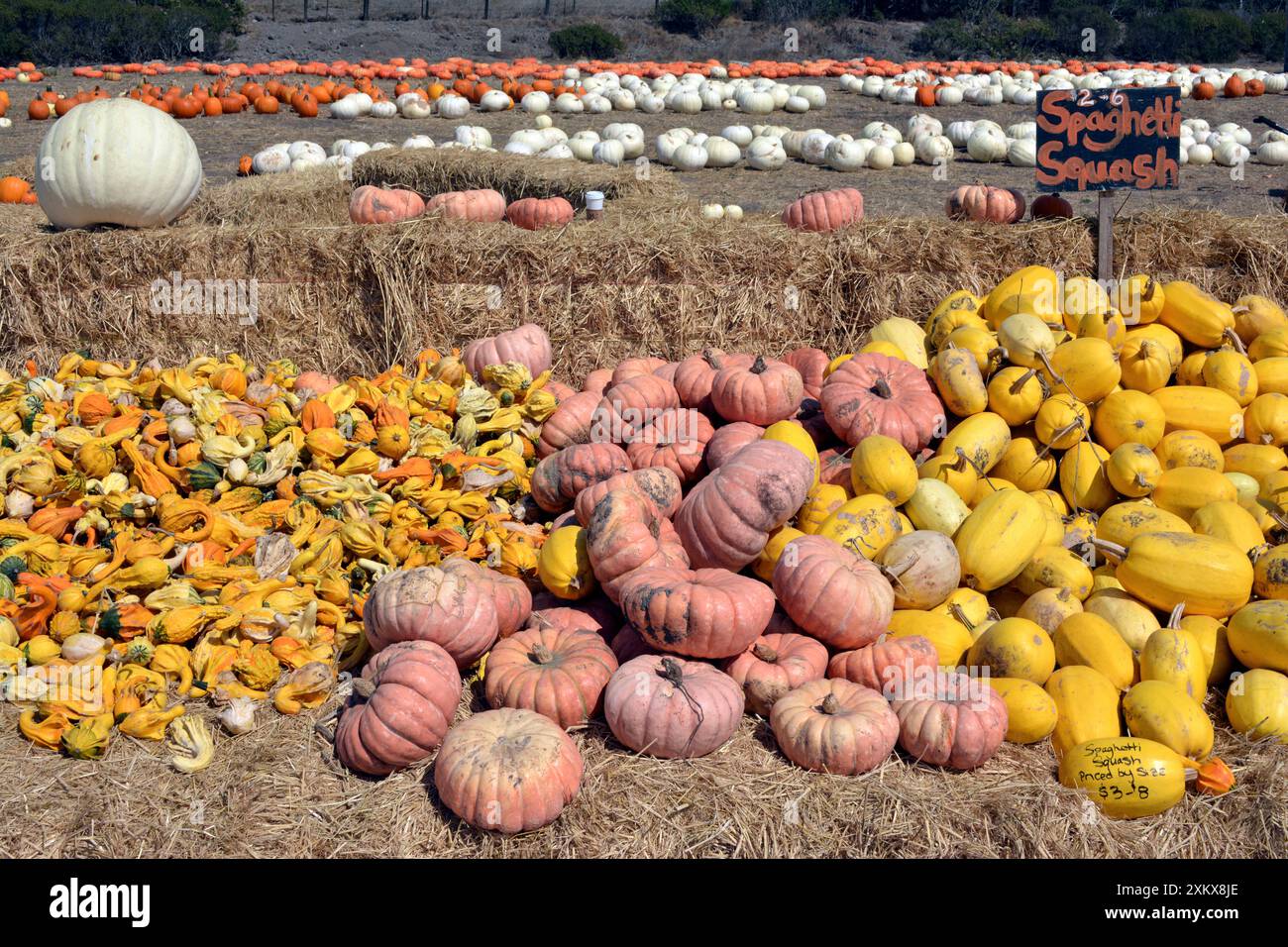 Zucche di Halloween - in vendita Foto Stock