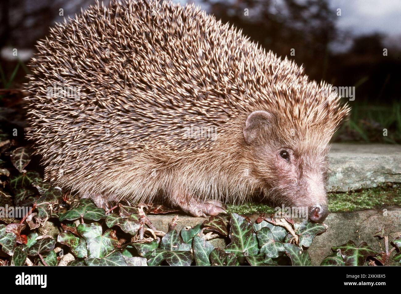 HEDGEHOG - primo piano, vista laterale Foto Stock