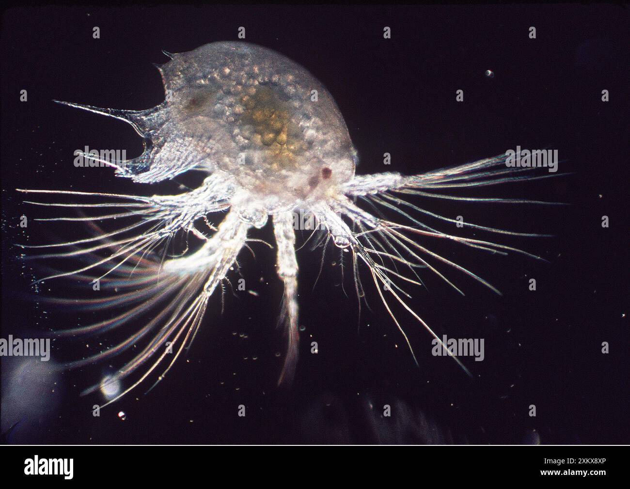 PLANCTON MARINO BRITANNICO Foto Stock