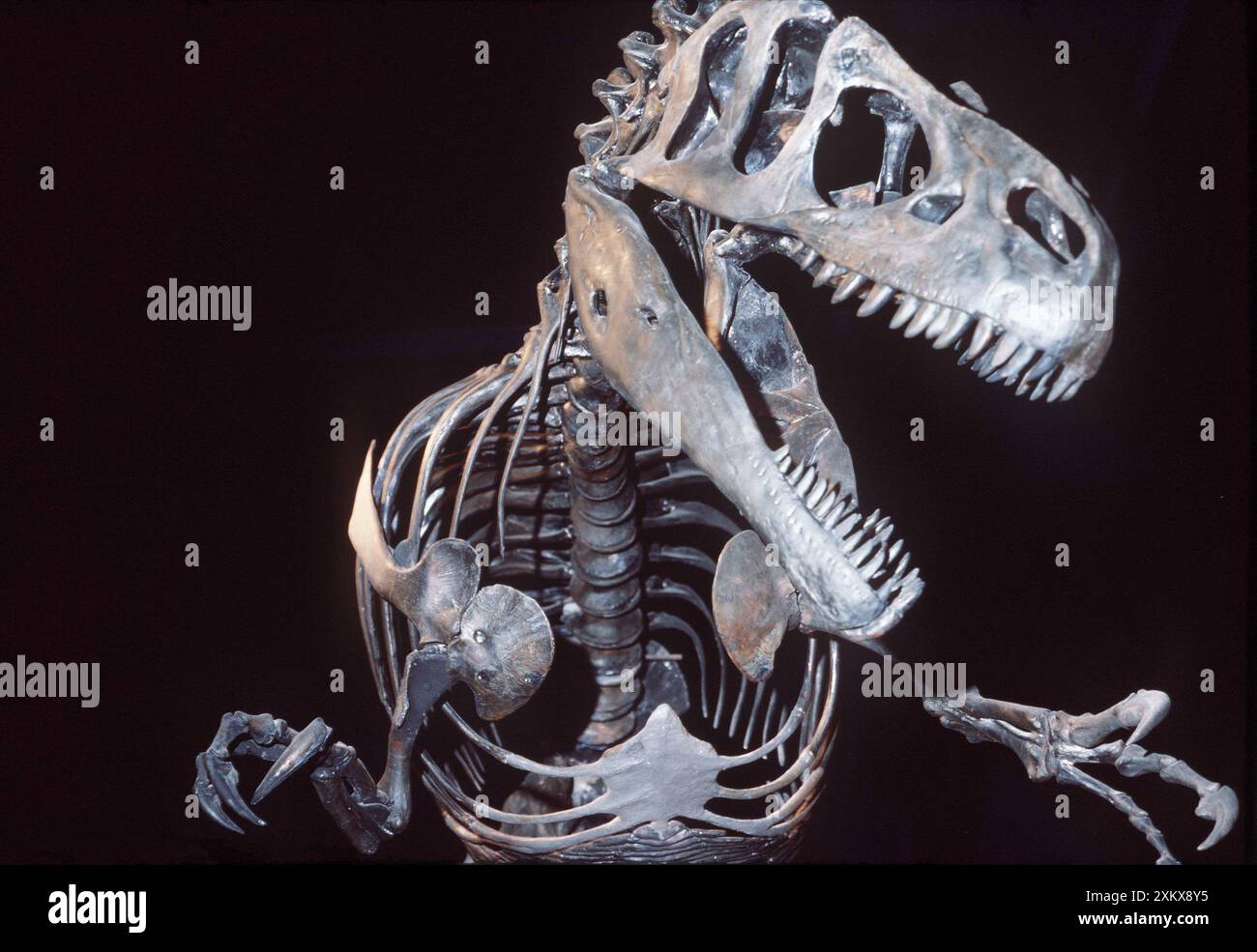 Fossili - scheletro di dinosauro di Allosaurus Foto Stock