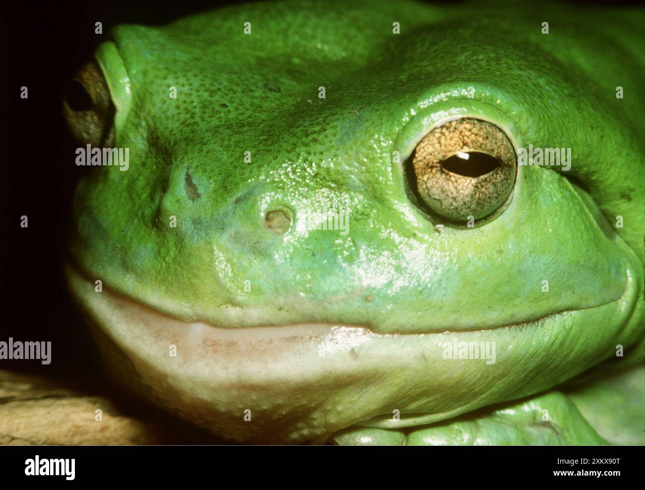 RANA - bianco / Verde / Dumpy TREEFROG - primo piano Foto Stock