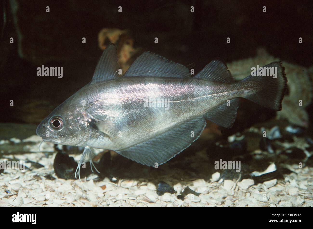 POUT - Vista laterale Foto Stock