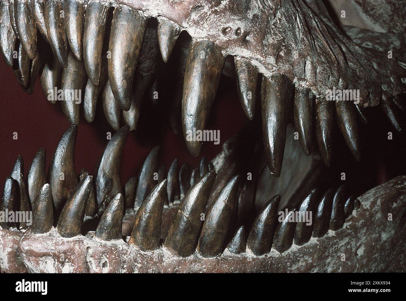 Dinosauro - denti di TYRANNOSAURUS Rex Skeleton Foto Stock