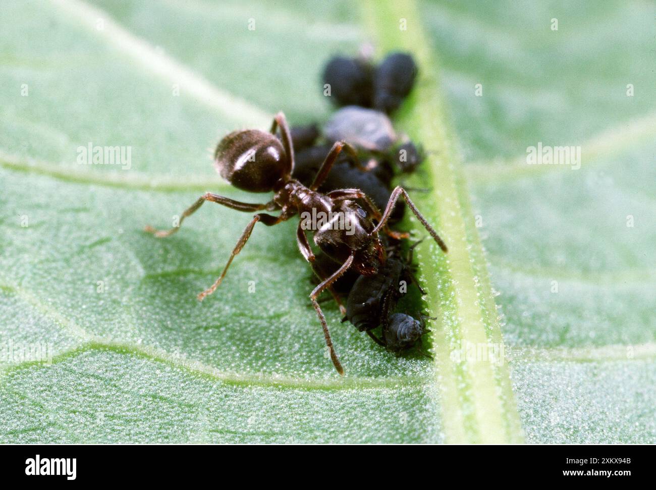 BLACK GARDEN ANT - afidi curativi Foto Stock