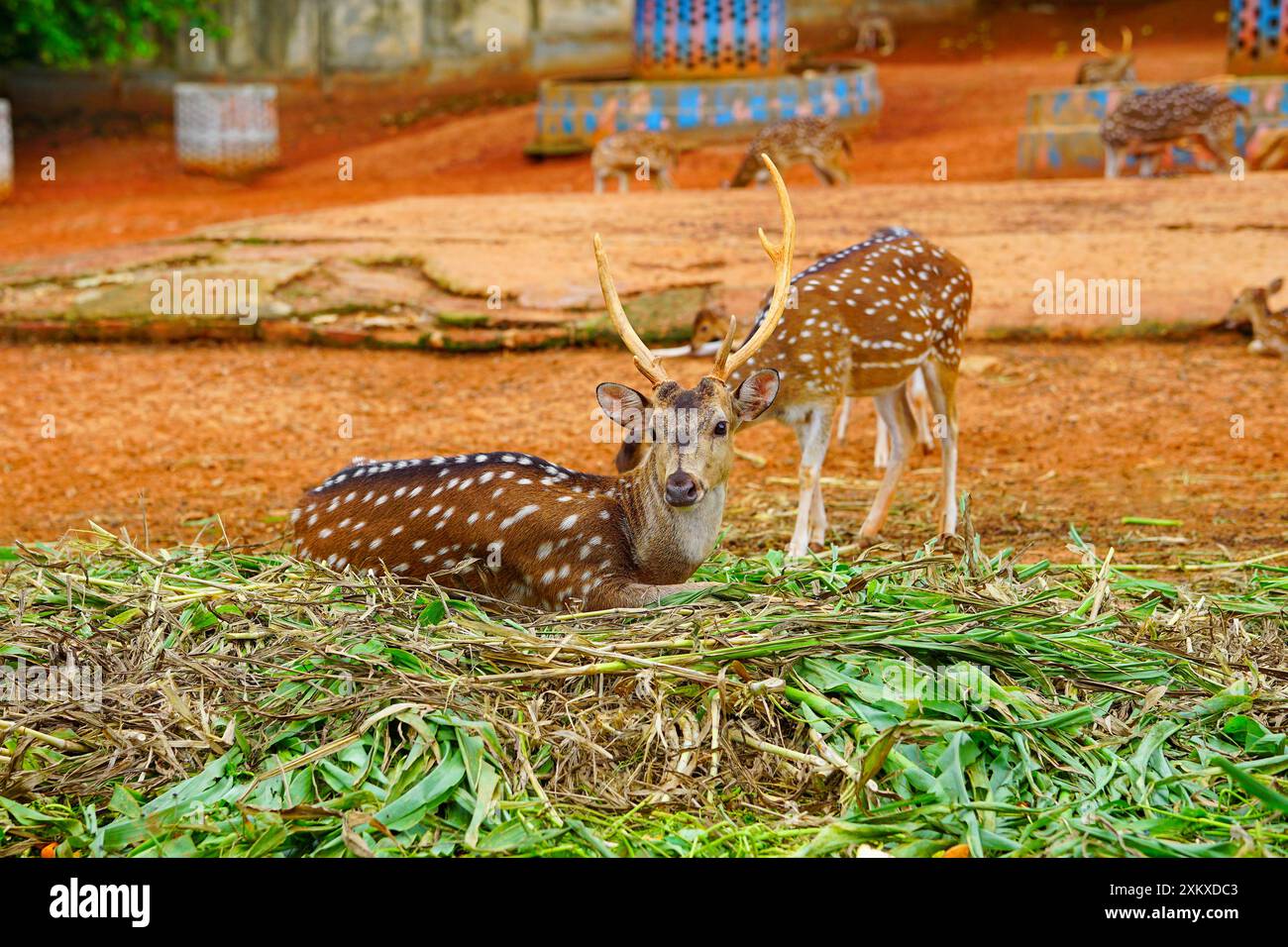 La coppia di cervi chital buck e cervi chital doe guardano nella telecamera, chital o cheetal (asse), noto anche come cervo maculato o cervo asse Foto Stock