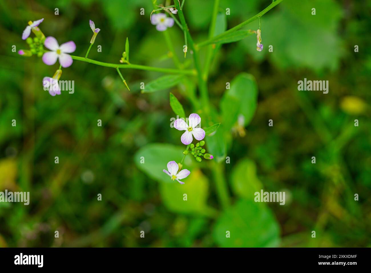 Cress di Thale o fiori di arabidopsis thaliana primo piano Foto Stock