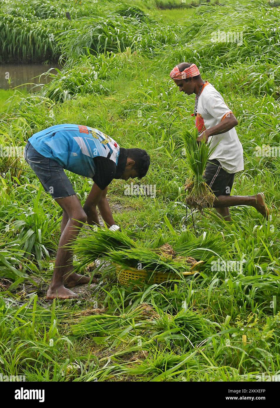 Mumbai, Maharashtra, India. 24 luglio 2024. Si vede un uomo (R) che trasporta mazzi di alberelli di riso da repiantare in una risaia alla periferia di Mumbai. La semina del riso avviene durante la stagione dei monsoni in India, in quanto la risaia è inondata di acqua piovana che contribuisce a migliorare la crescita della maggior parte delle varietà, producendo così rese più elevate della coltura. (Credit Image: © Ashish Vaishnav/SOPA Images via ZUMA Press Wire) SOLO PER USO EDITORIALE! Non per USO commerciale! Foto Stock