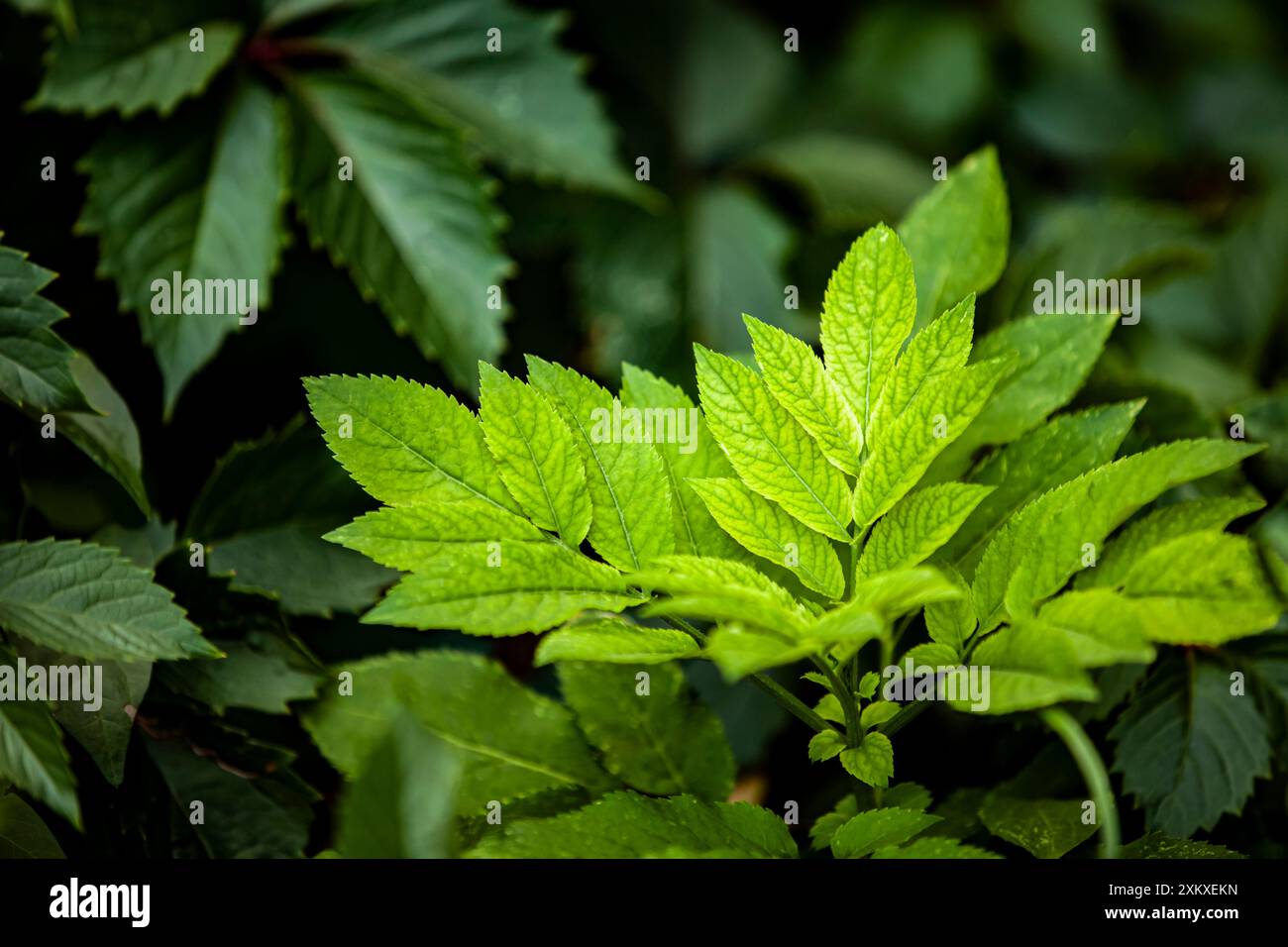 I giovani sparano tra il verde fogliame. Concetto di tutela e rinnovamento ambientale. Primo piano, messa a fuoco selettiva. Foto Stock