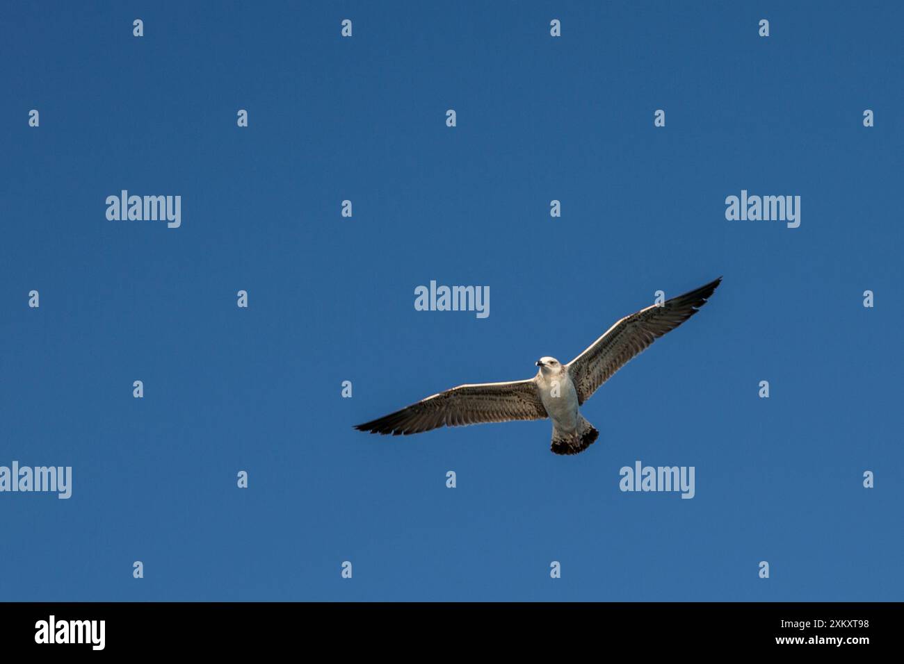 Un gabbiano che vola sopra nei minimi dettagli Foto Stock