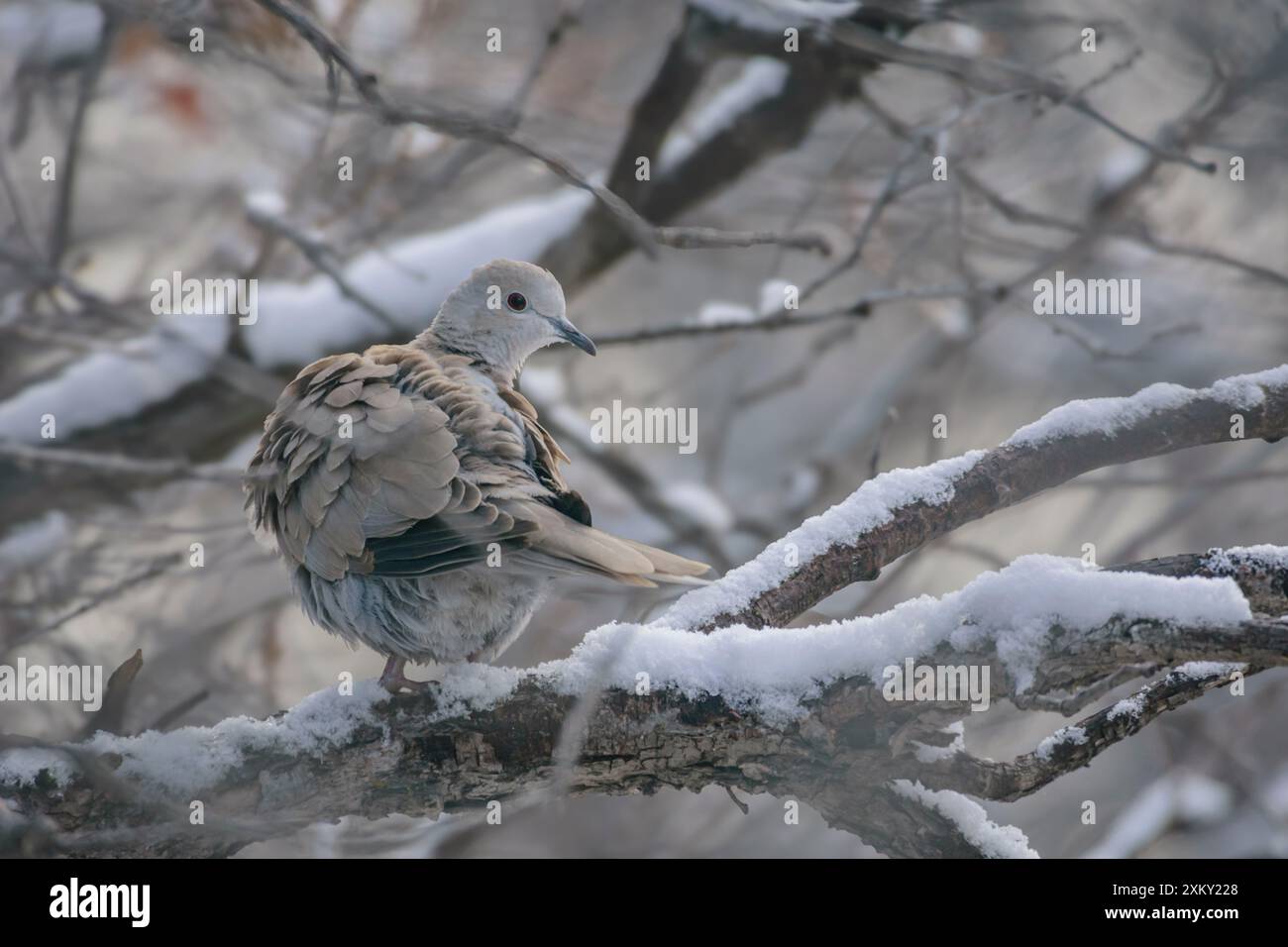 Lutto dove (Zenaida macroura marginalia) in inverno, Castle Rock Colorado USA. Foto scattata a dicembre. Foto Stock