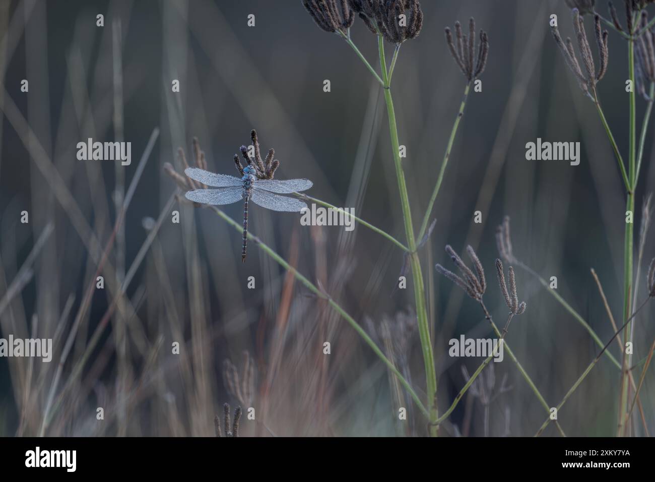 Una singola libellula, coperta dalla gelata mattutina di un giorno d'inverno, siede ghiacciata su un lungo gambi d'erba mentre attende il caldo sole mattutino. Foto Stock