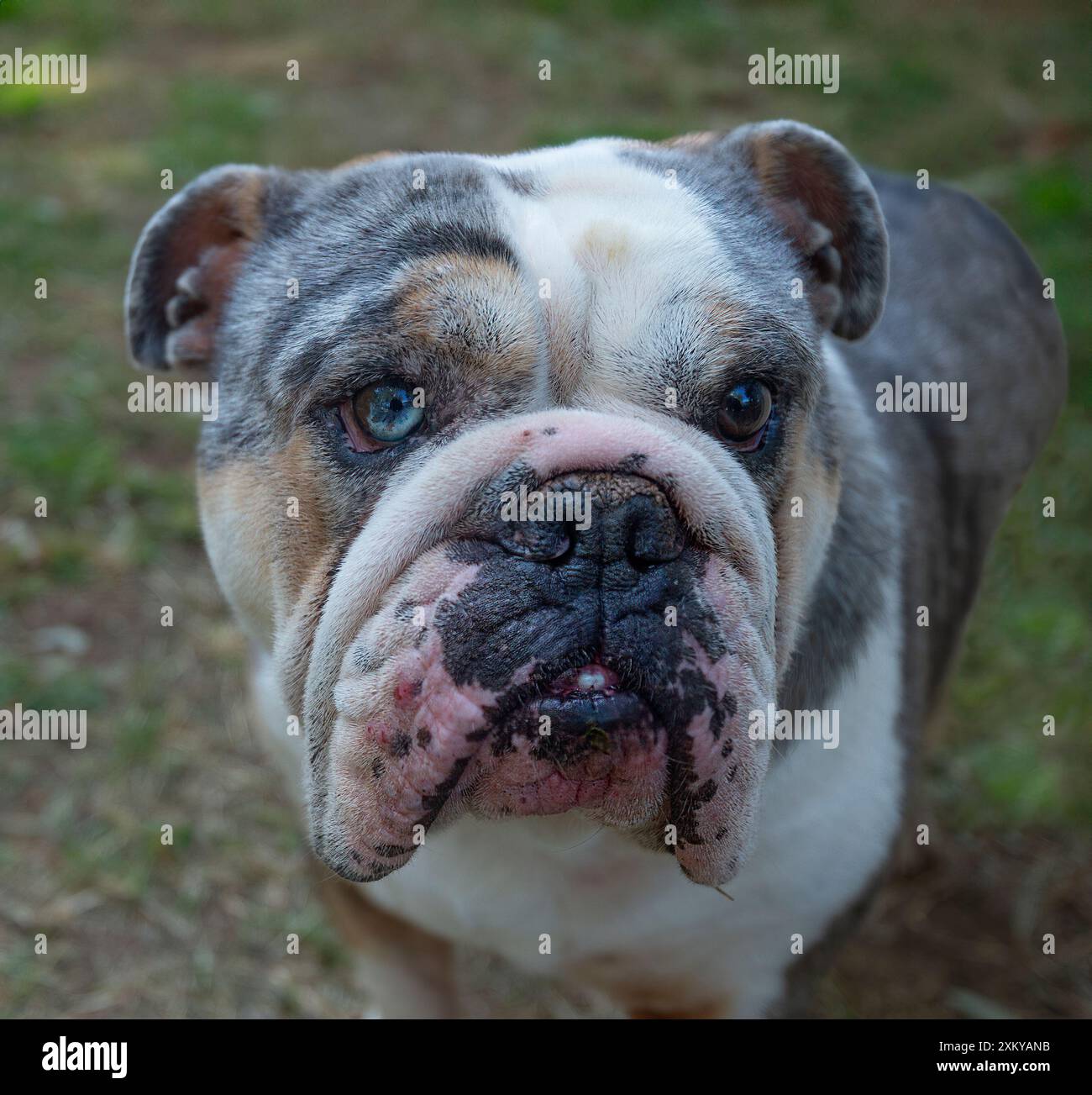 Ritratto di un Bulldog britannico con un occhio blu e un occhio marrone in piedi in un giardino, Ritratto di un Bulldog britannico con un occhio blu e uno marrone Foto Stock
