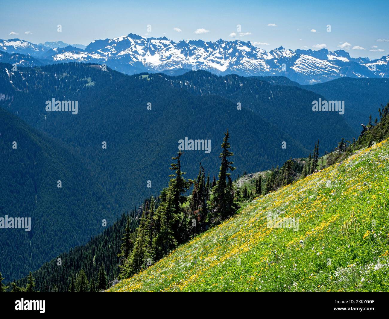 WA25535-00...WASHINGTON - colline colorate e ricoperte di fiori selvatici vicino al Red Pass nel Glacier Peak Wilderness. Foto Stock