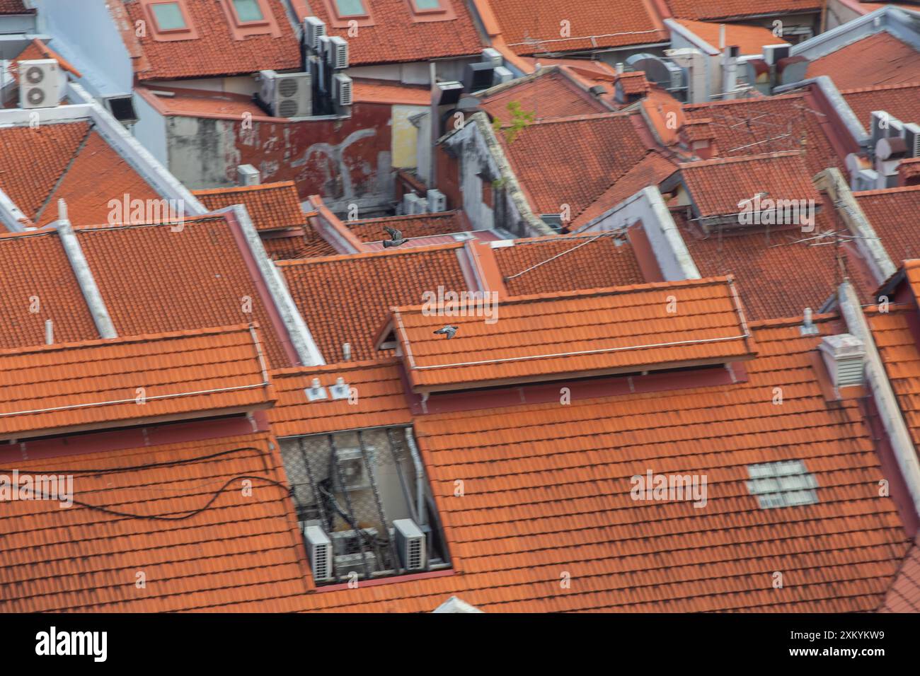La fauna selvatica abbina gli uccelli in volo. Due piccioni di colomba di roccia che volano sopra il tetto di piastrelle arancioni nella città di Chinatown, Singapore. Foto Stock