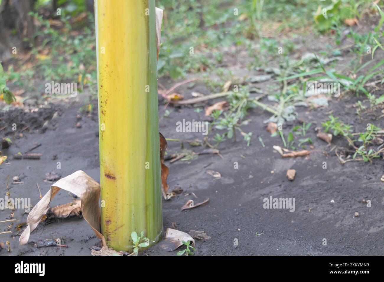 Primo piano di una base di tronco di banane parzialmente sepolta in suolo tropicale. Foto Stock