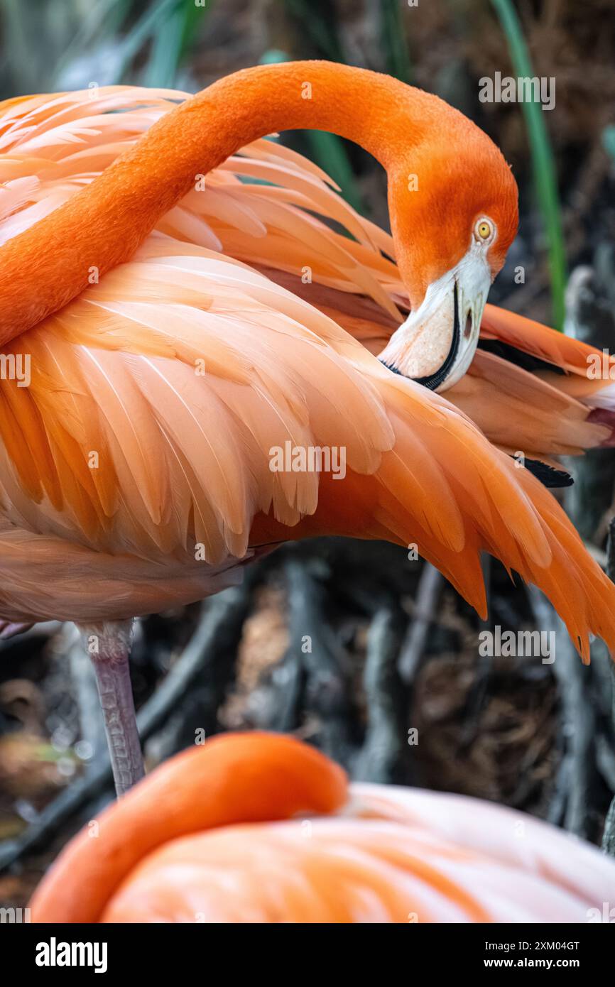 Fenicotteri caraibici, noti anche come fenicotteri americani (Phoenicopterus ruber), allo zoo e ai giardini di Jacksonville, Florida. (USA) Foto Stock