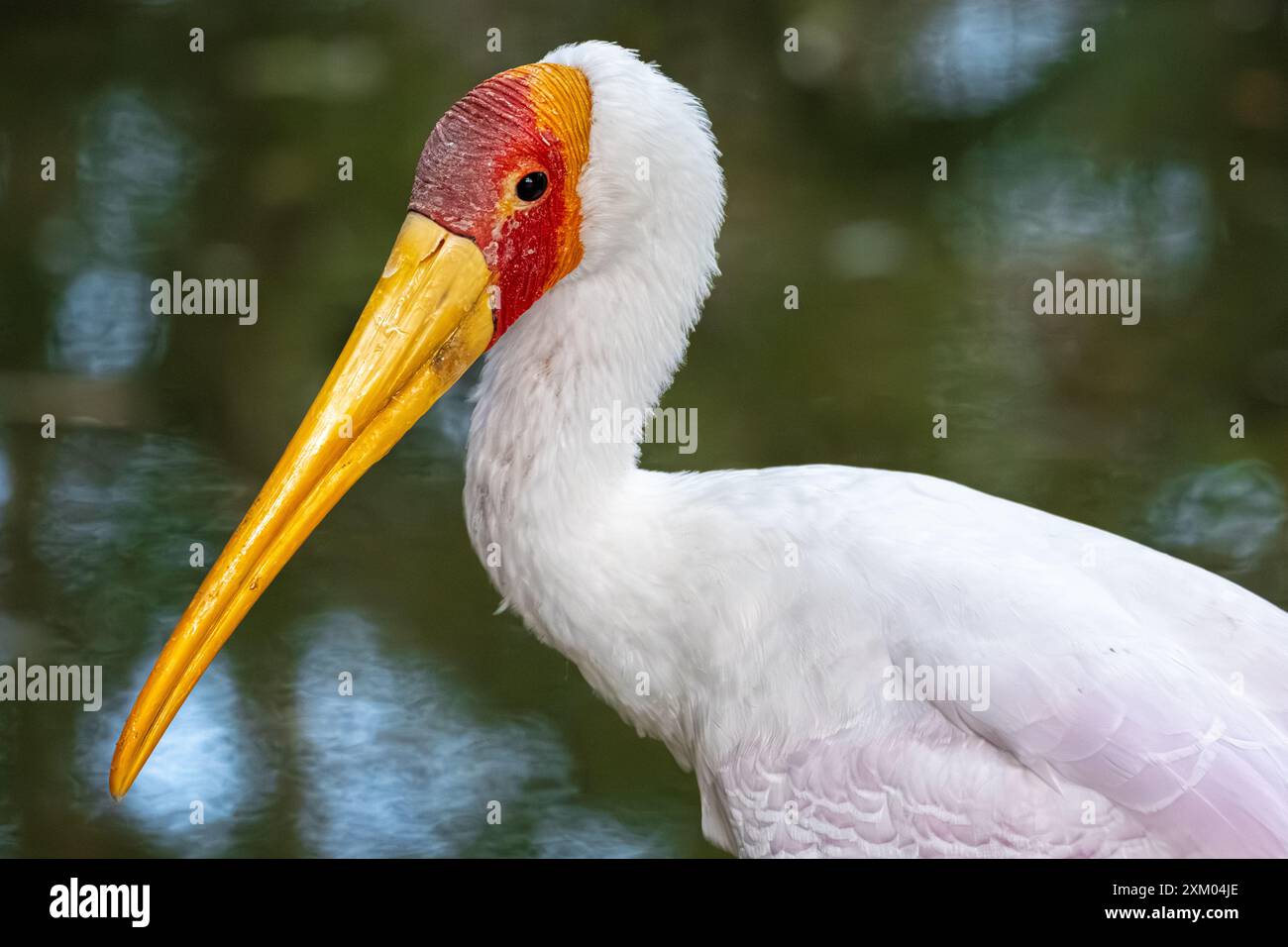 Cicogna con fattura gialla (Mycteria ibis) nella River Valley Aviary allo Zoo e ai Giardini di Jacksonville, Florida. (USA) Foto Stock