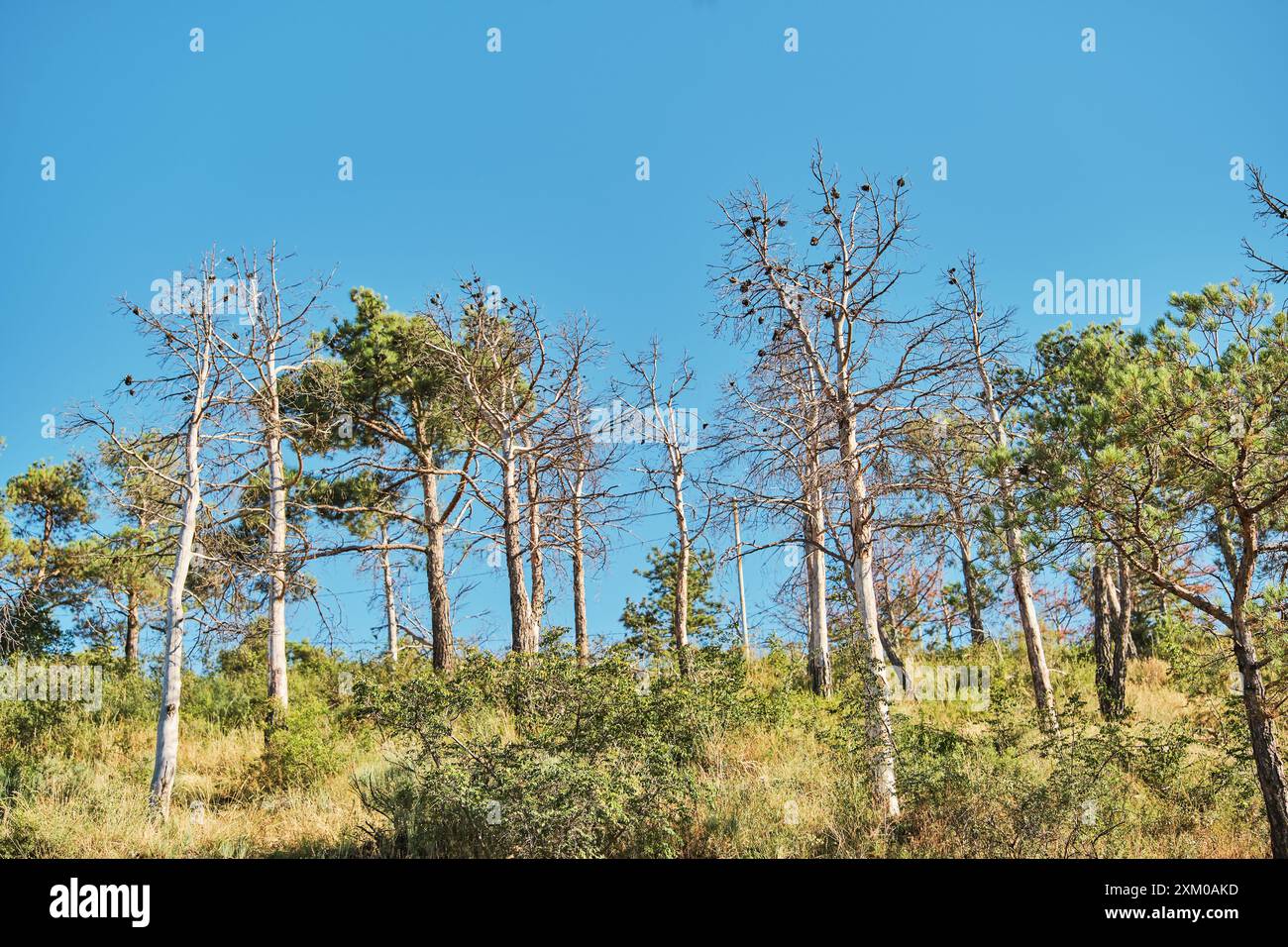 pineta secca su un pendio di montagna, problemi di siccità sul pericolo di incendi nelle foreste di montagna, concetto di protezione della natura Foto Stock