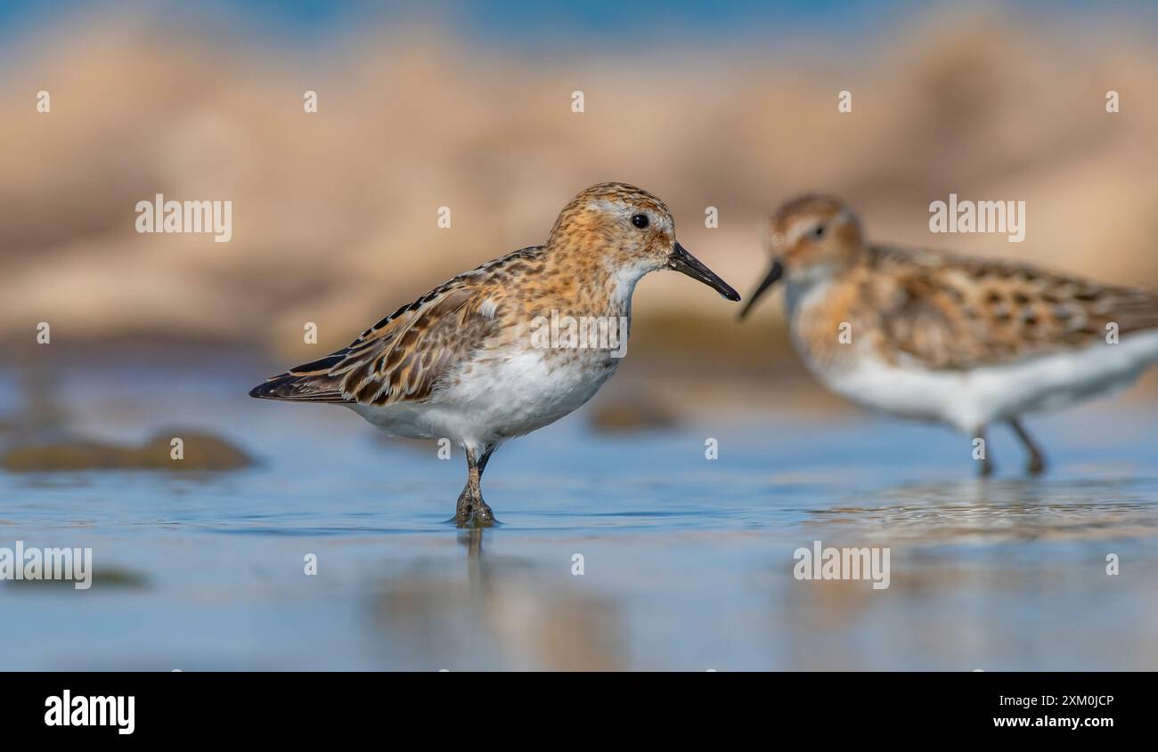 Little stint (Calidris minuta) è un uccello paludoso che vive nelle zone settentrionali dei continenti europeo e asiatico. Si nutre nelle zone paludose. Foto Stock